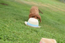 Cavapoo (reu) 64936