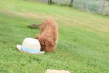Cavapoo (reu) 64936