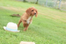 Cavapoo (reu) 64936