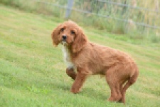 Cavapoo (reu) 64936