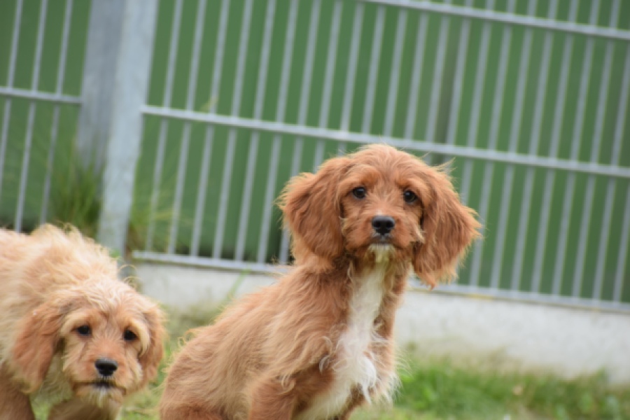 Cavapoo (reu) 64936