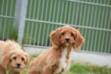 Cavapoo (reu) 64936
