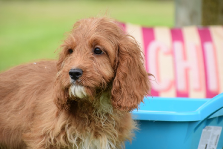 Cavapoo (reu) 64691