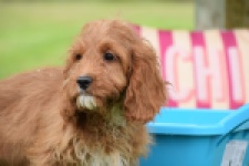 Cavapoo (reu) 64691