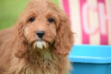 Cavapoo (reu) 64691