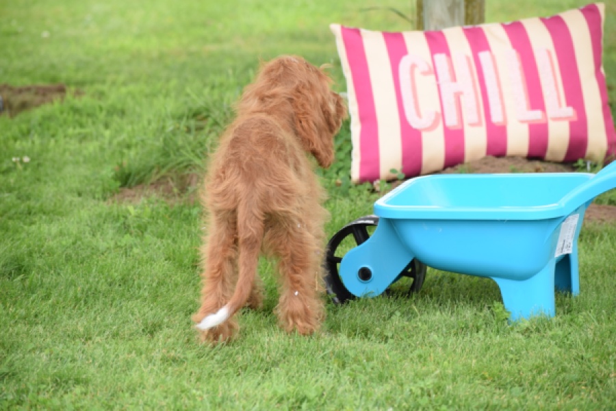 Cavapoo (reu) 64691