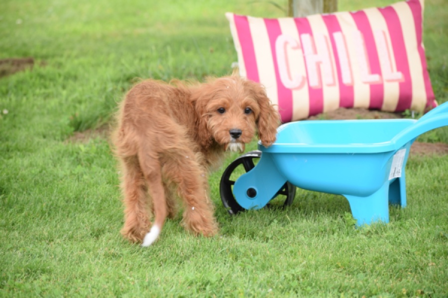Cavapoo (reu) 64691