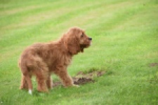 Cavapoo (reu) 64691