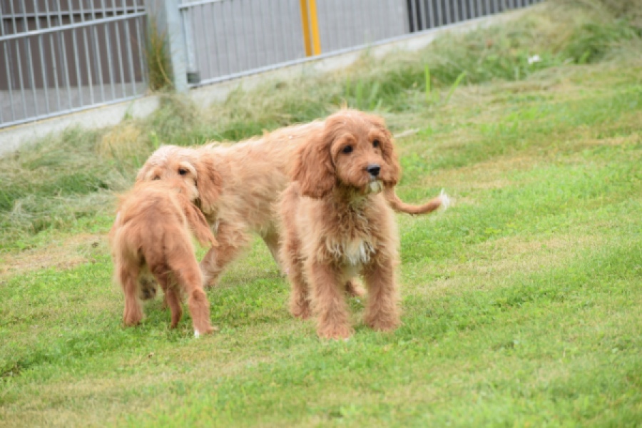 Cavapoo (reu) 64691