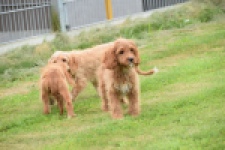 Cavapoo (reu) 64691