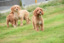 Cavapoo (reu) 64691