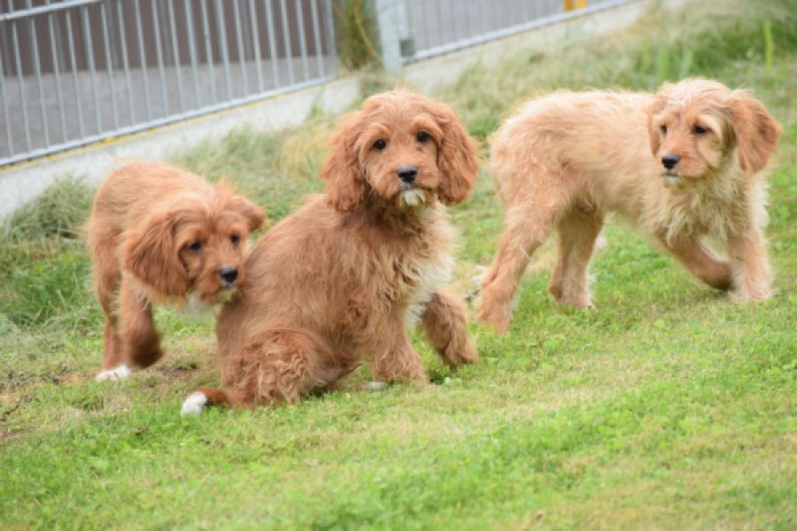 Cavapoo (reu) 64691