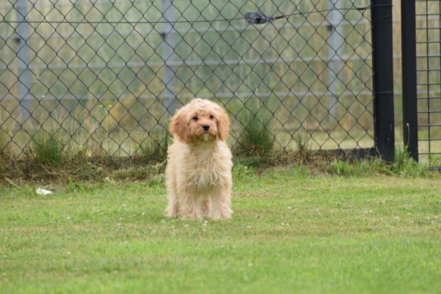Cavapoo (teef) 65079