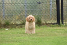 Cavapoo (teef) 65079