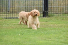 Cavapoo (teef) 65079