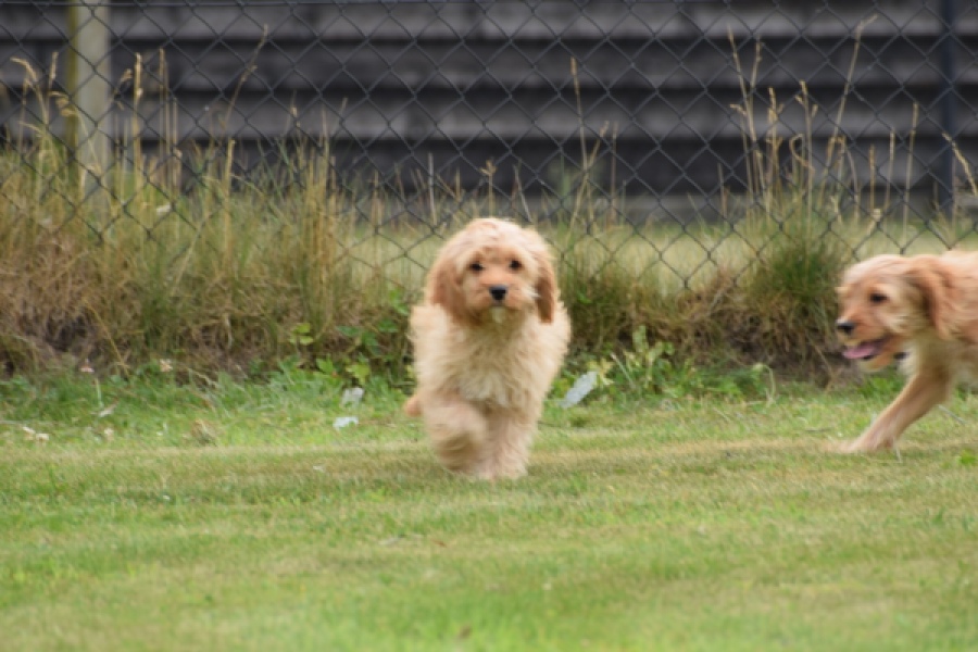 Cavapoo (teef) 65079