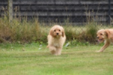 Cavapoo (teef) 65079