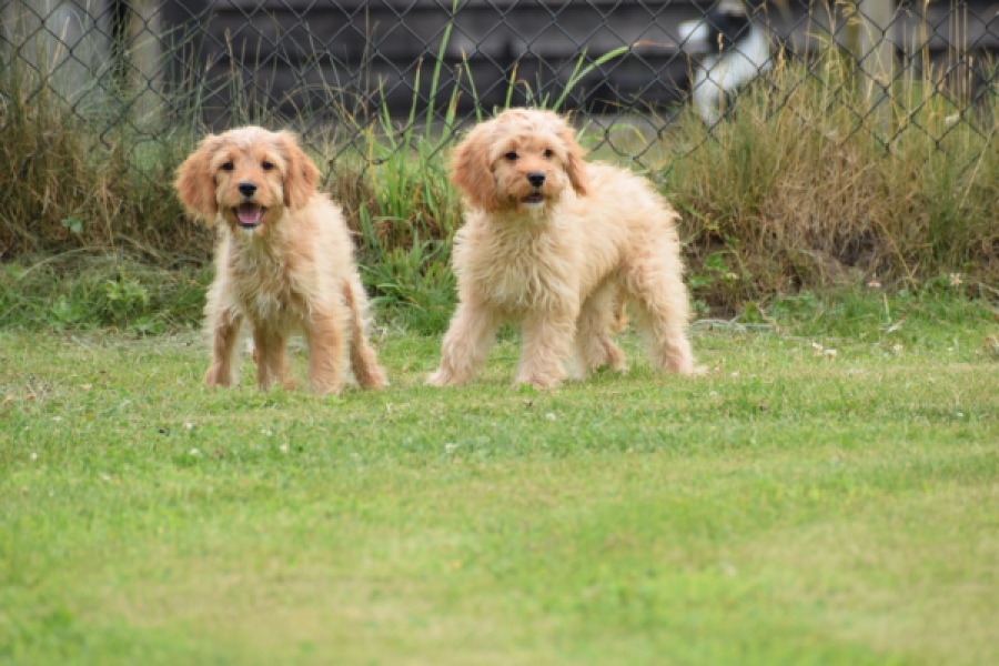 Cavapoo (teef) 65079