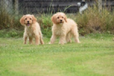 Cavapoo (teef) 65079