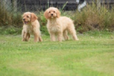 Cavapoo (teef) 65079