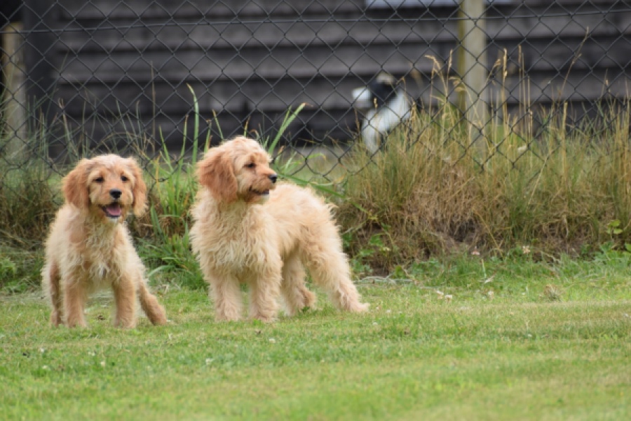 Cavapoo (teef) 65079