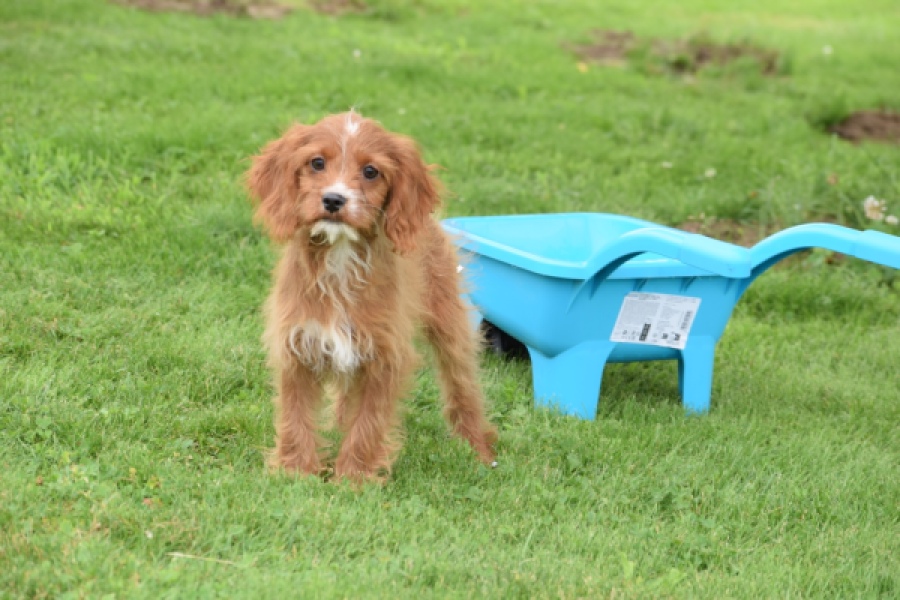 Cavapoo (teef) 65011