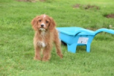 Cavapoo (teef) 65011