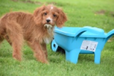 Cavapoo (teef) 65011