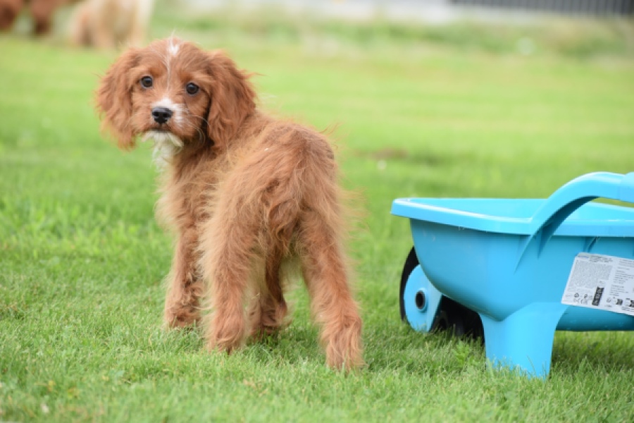 Cavapoo (teef) 65011