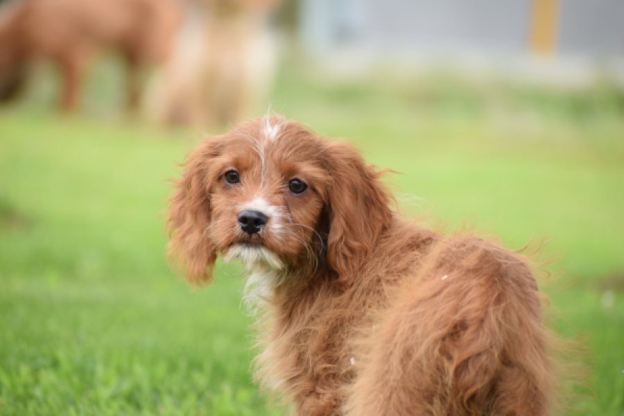 Cavapoo (teef) 65011