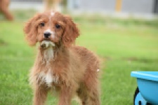 Cavapoo (teef) 65011
