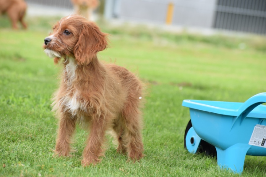 Cavapoo (teef) 65011