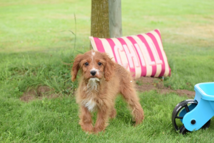 Cavapoo (teef) 65011