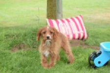 Cavapoo (teef) 65011