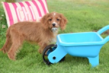 Cavapoo (teef) 65011