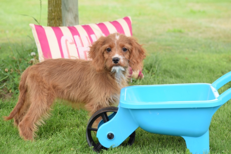 Cavapoo (teef) 65011
