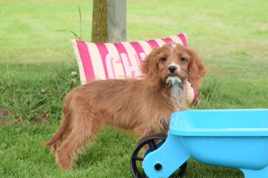 Cavapoo (teef) 65011