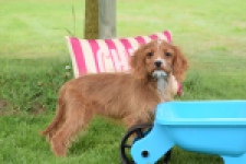 Cavapoo (teef) 65011