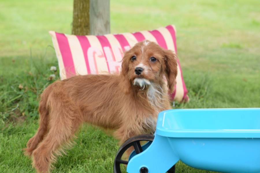 Cavapoo (teef) 65011