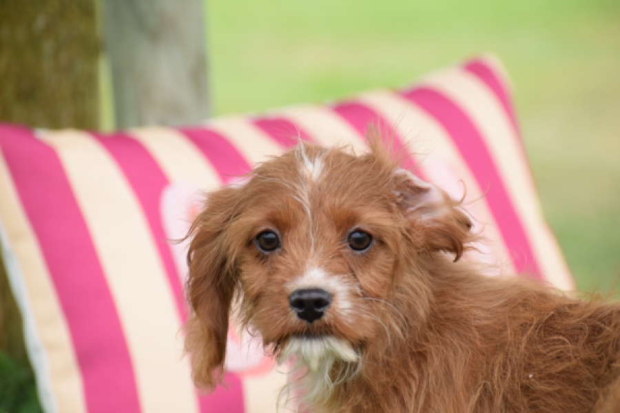 Cavapoo (teef) 65011