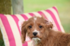 Cavapoo (teef) 65011
