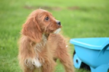 Cavapoo (teef) 65011