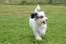 Maltipoo (teef) 65224