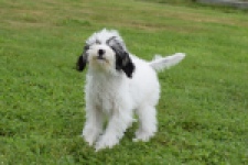 Maltipoo (teef) 65224