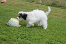Maltipoo (teef) 65224