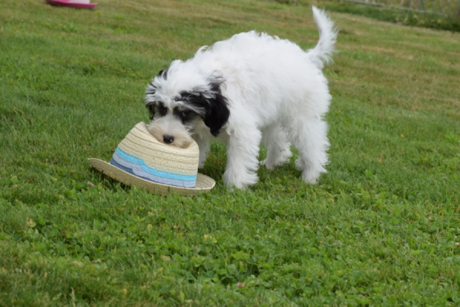 Maltipoo (teef) 65224