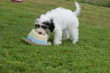 Maltipoo (teef) 65224