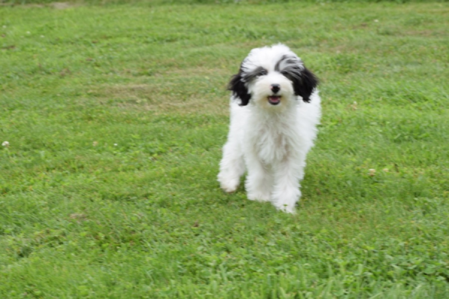 Maltipoo (teef) 65224