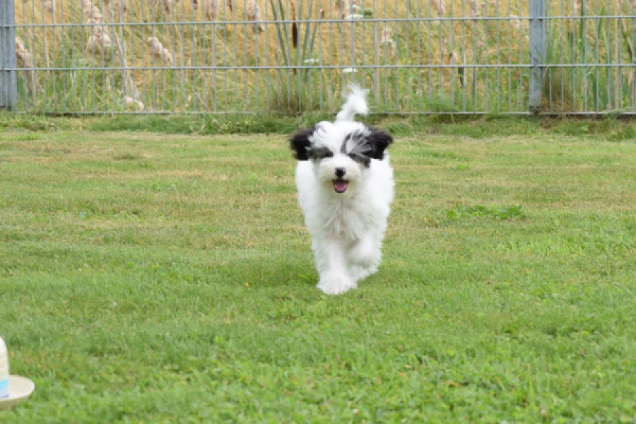 Maltipoo (teef) 65224