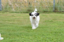 Maltipoo (teef) 65224